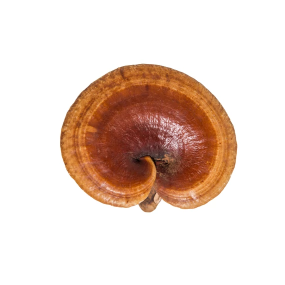 Ganoderma (pecsétviasz) gomba őrlemény