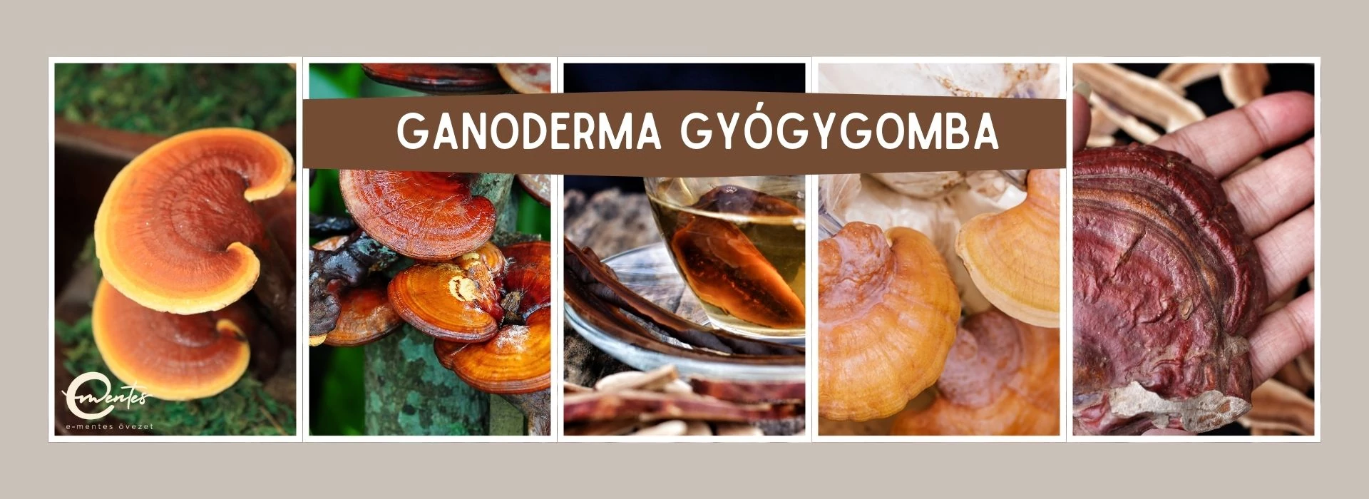 Ganoderma gyógygomba